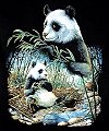chinesepanda.jpg